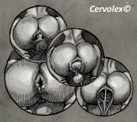 Cervolex  - hentai foundry page 7 full