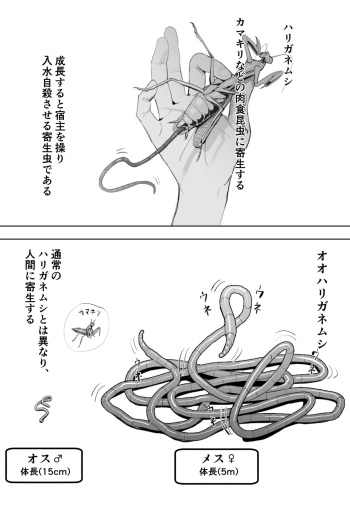 [Velzhe] Oohariganemushi No Seitai cover