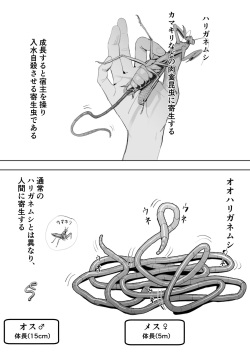 Oohariganemushi No Seitai